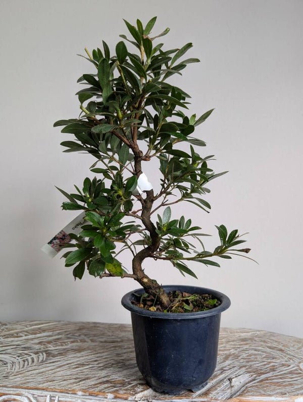 Satsuki Azalea Reiko