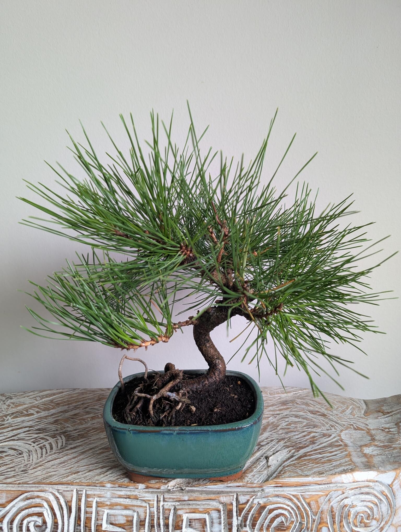 Pinus Thunbergii