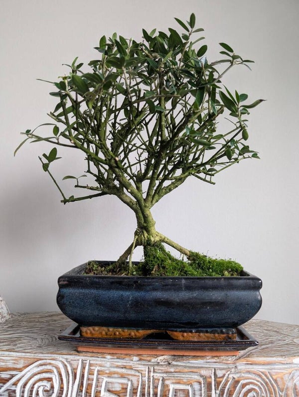 Olea Europaea 'Olijf'