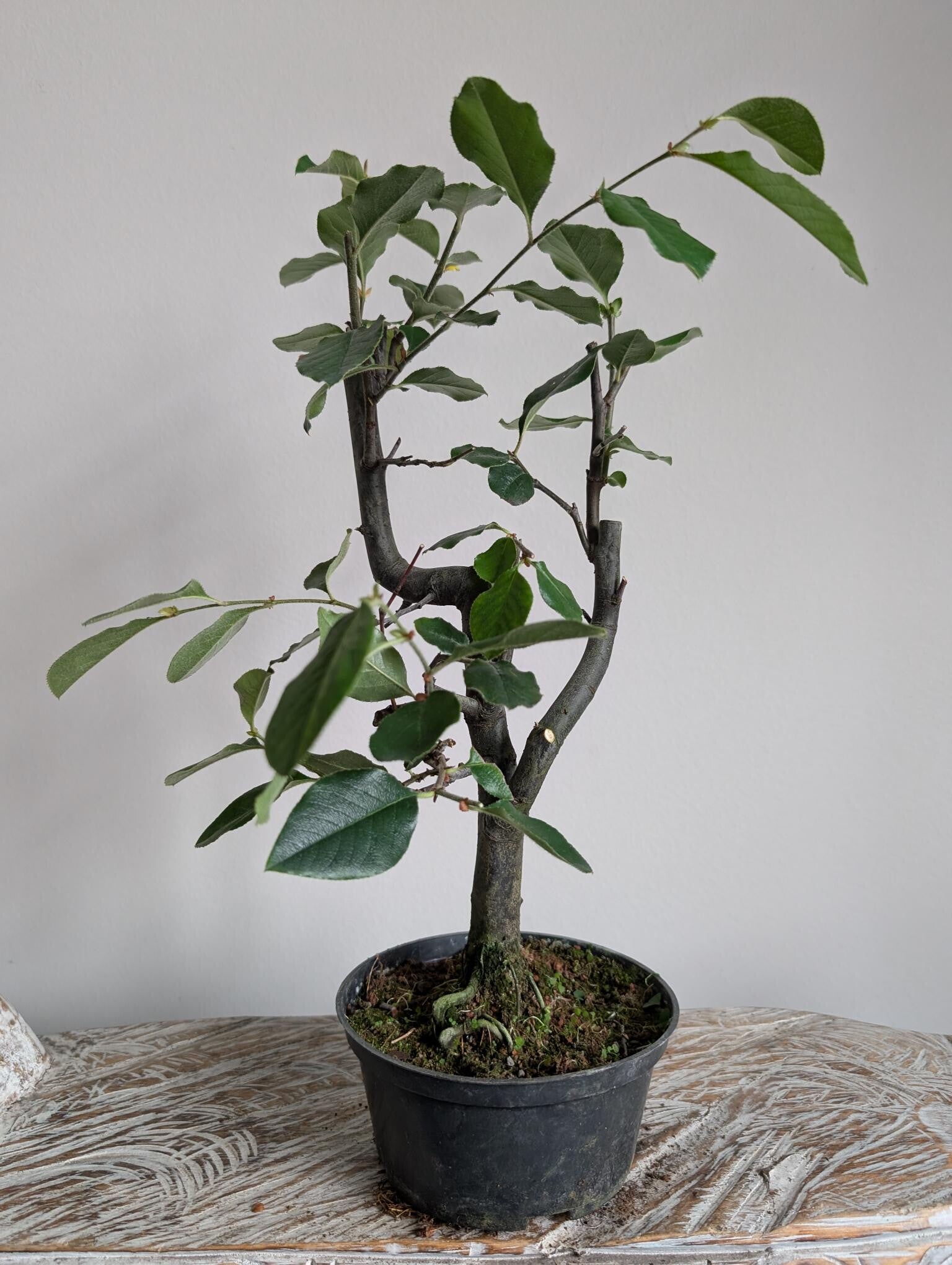 Pseudocydonia Sinensis 'Çhinese kweepeer'