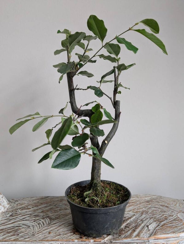 Pseudocydonia Sinensis 'Çhinese kweepeer'