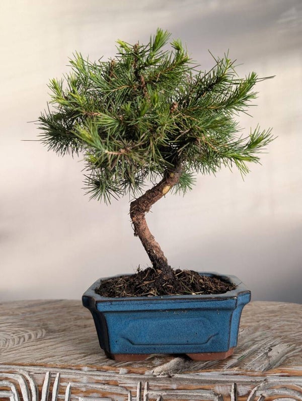 Pinus Halepensis