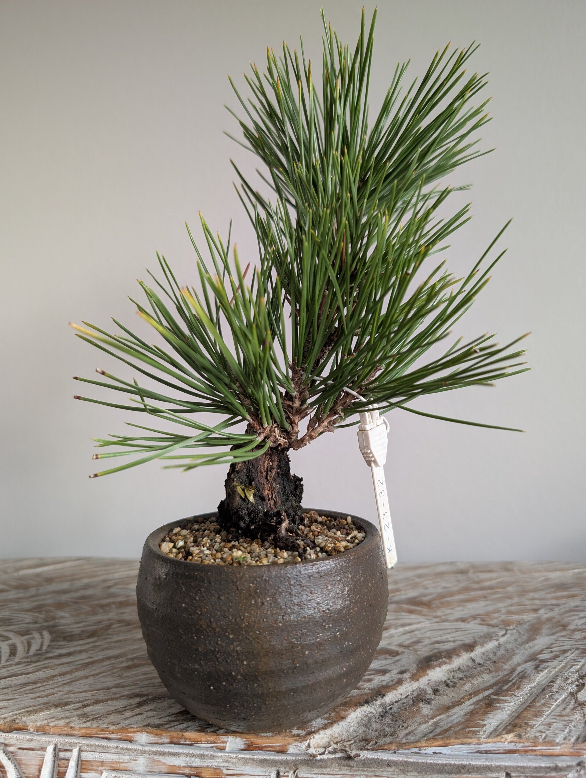 Pinus Thunbergii Corticosa