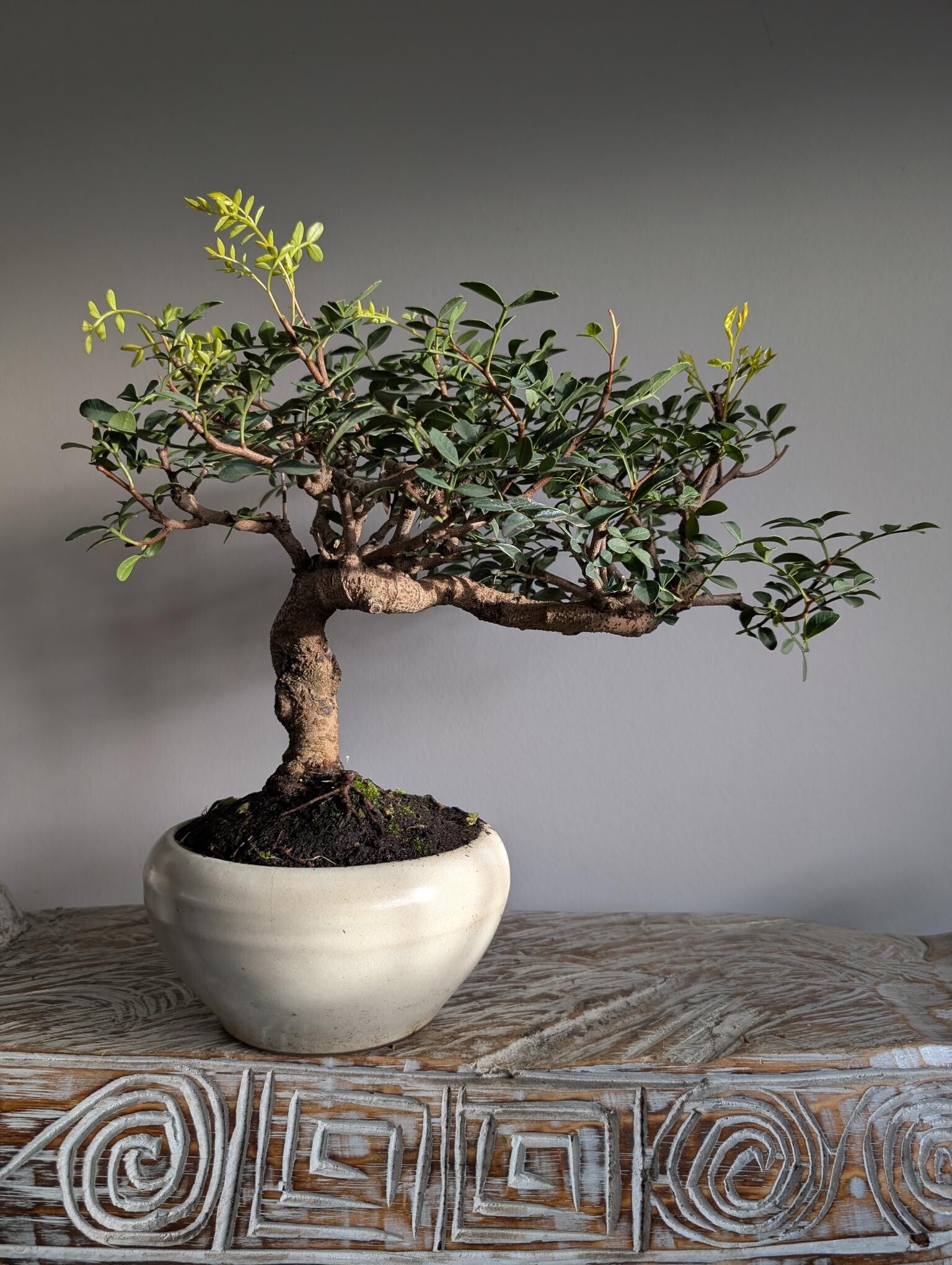 Pistache Lentiscus 12 jaar