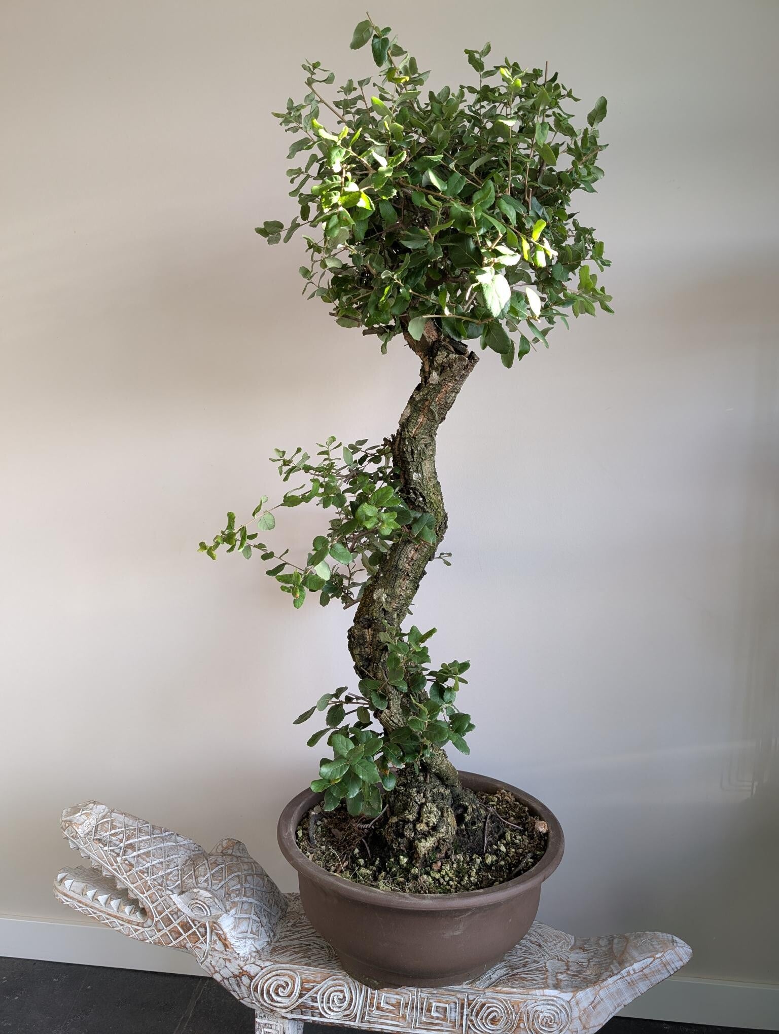 Quercus Suber Kurkeik 115cm