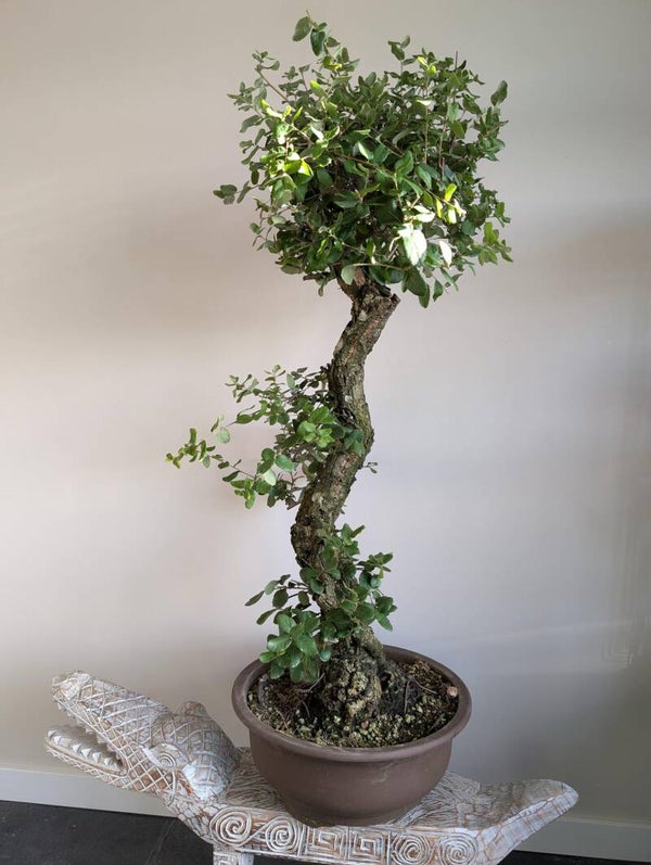 Quercus Suber Kurkeik 115cm