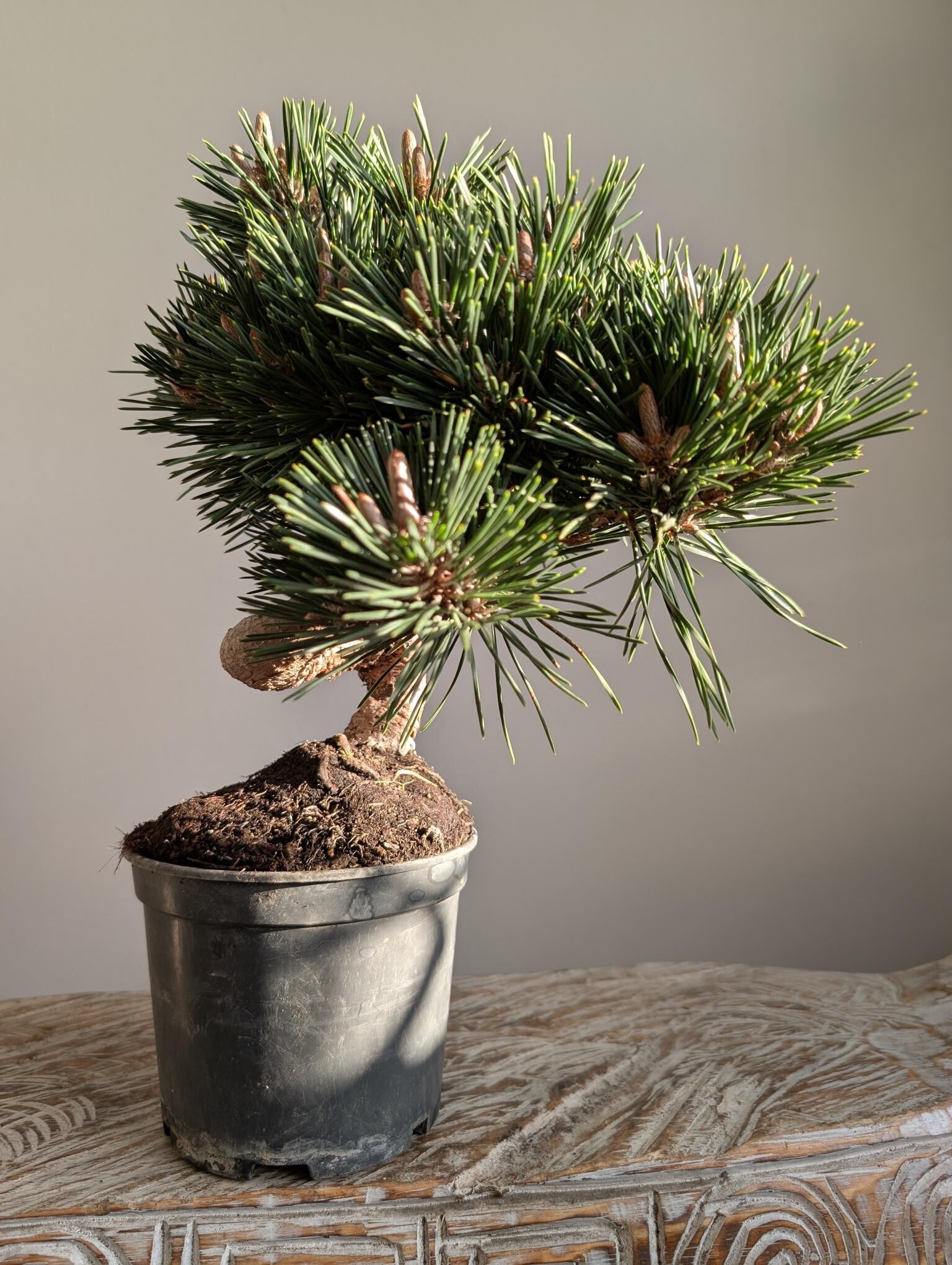 Pinus Thunbergii Senjyumara pre bonsai