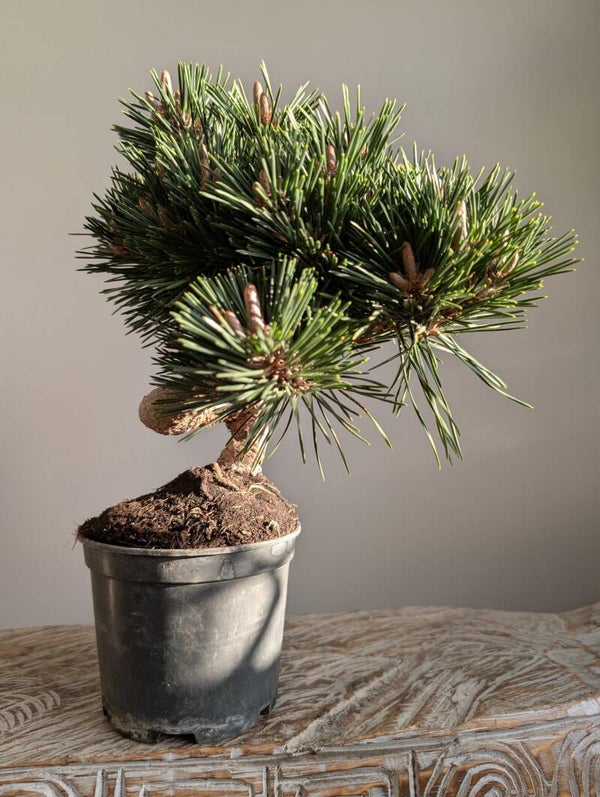 Pinus Thunbergii Senjyumara pre bonsai