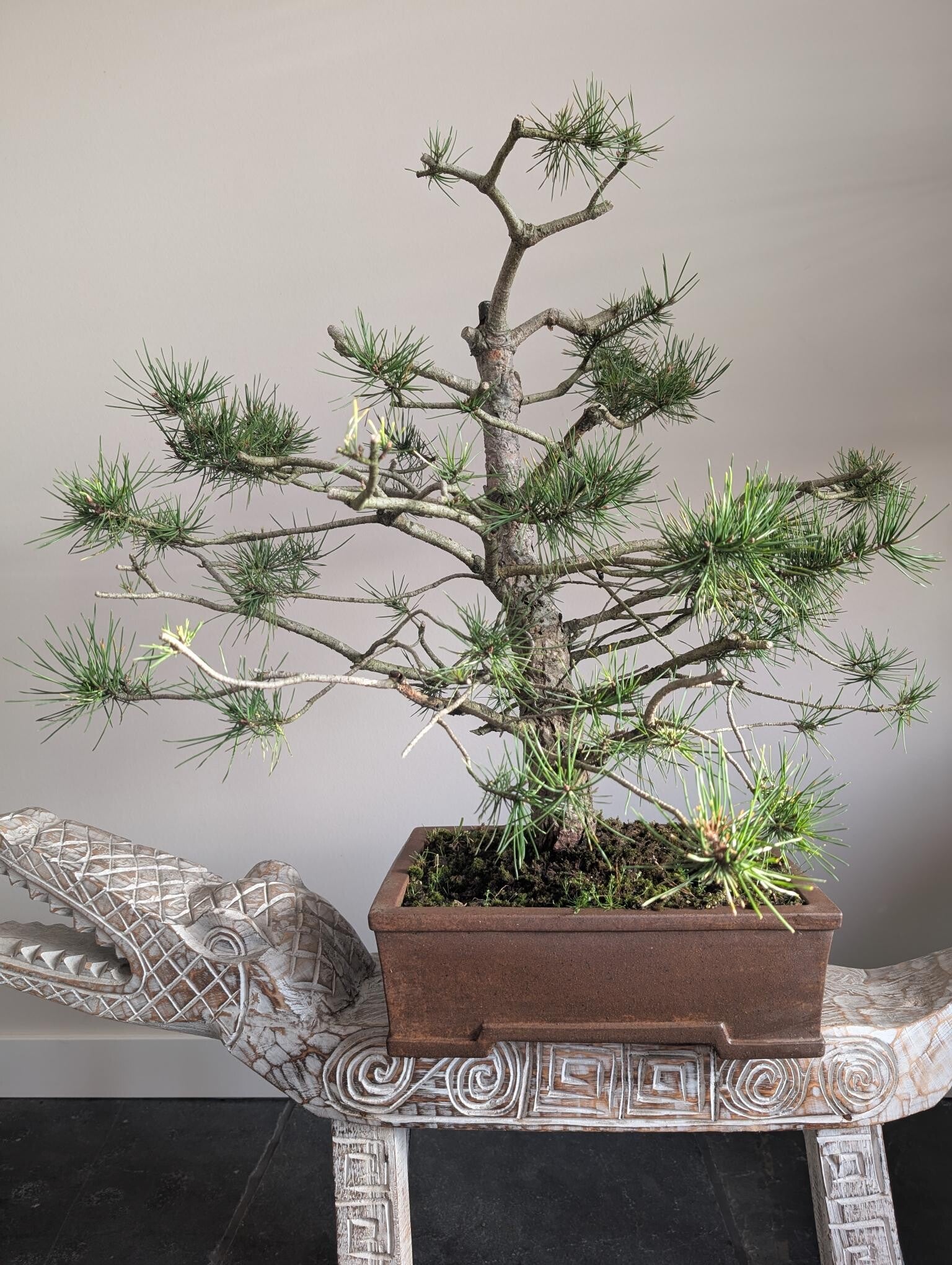 Pinus 70cm