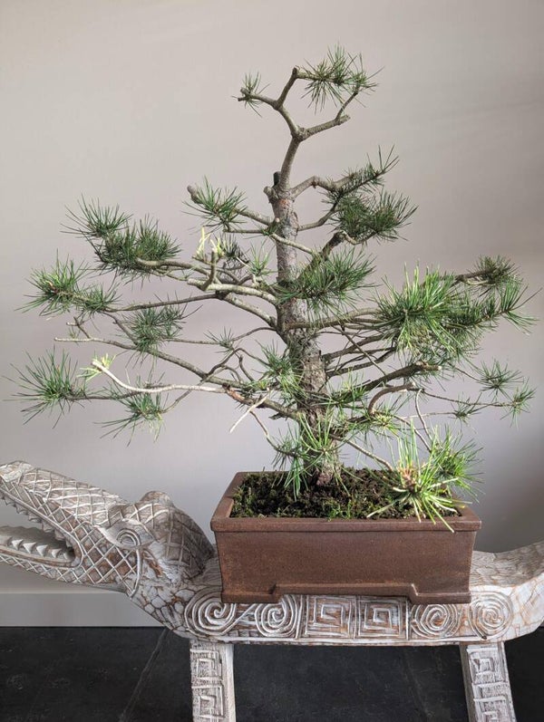 Pinus 70cm