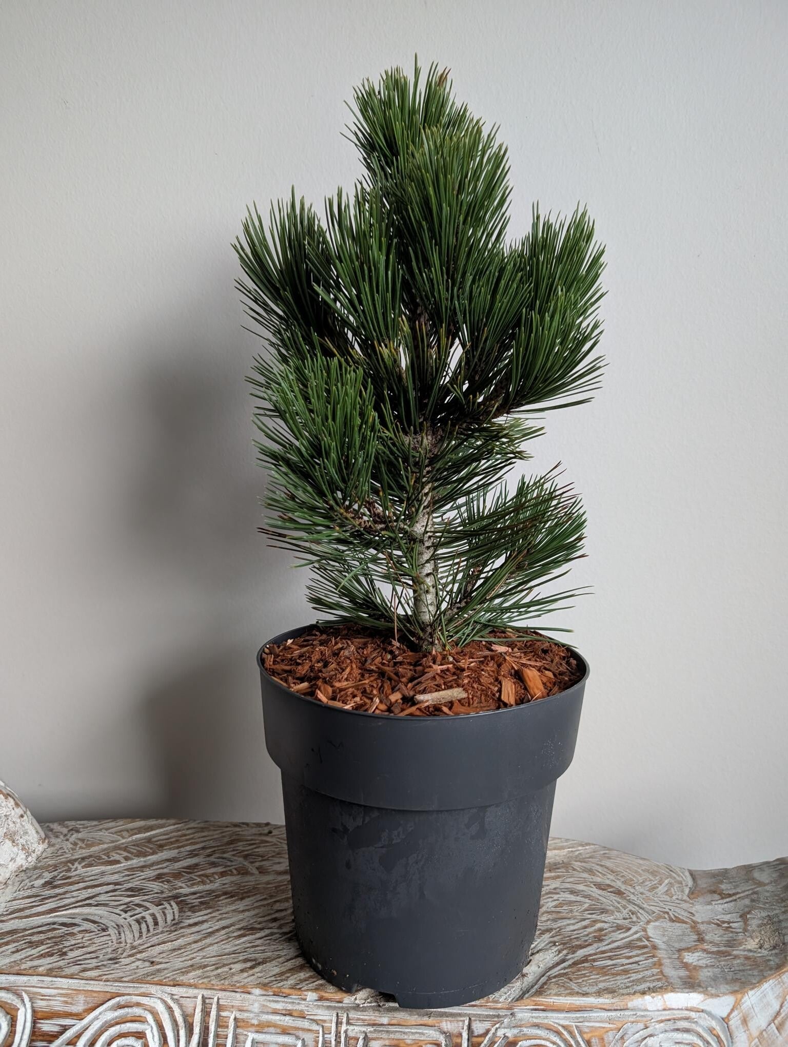 Pinus Heldreichii