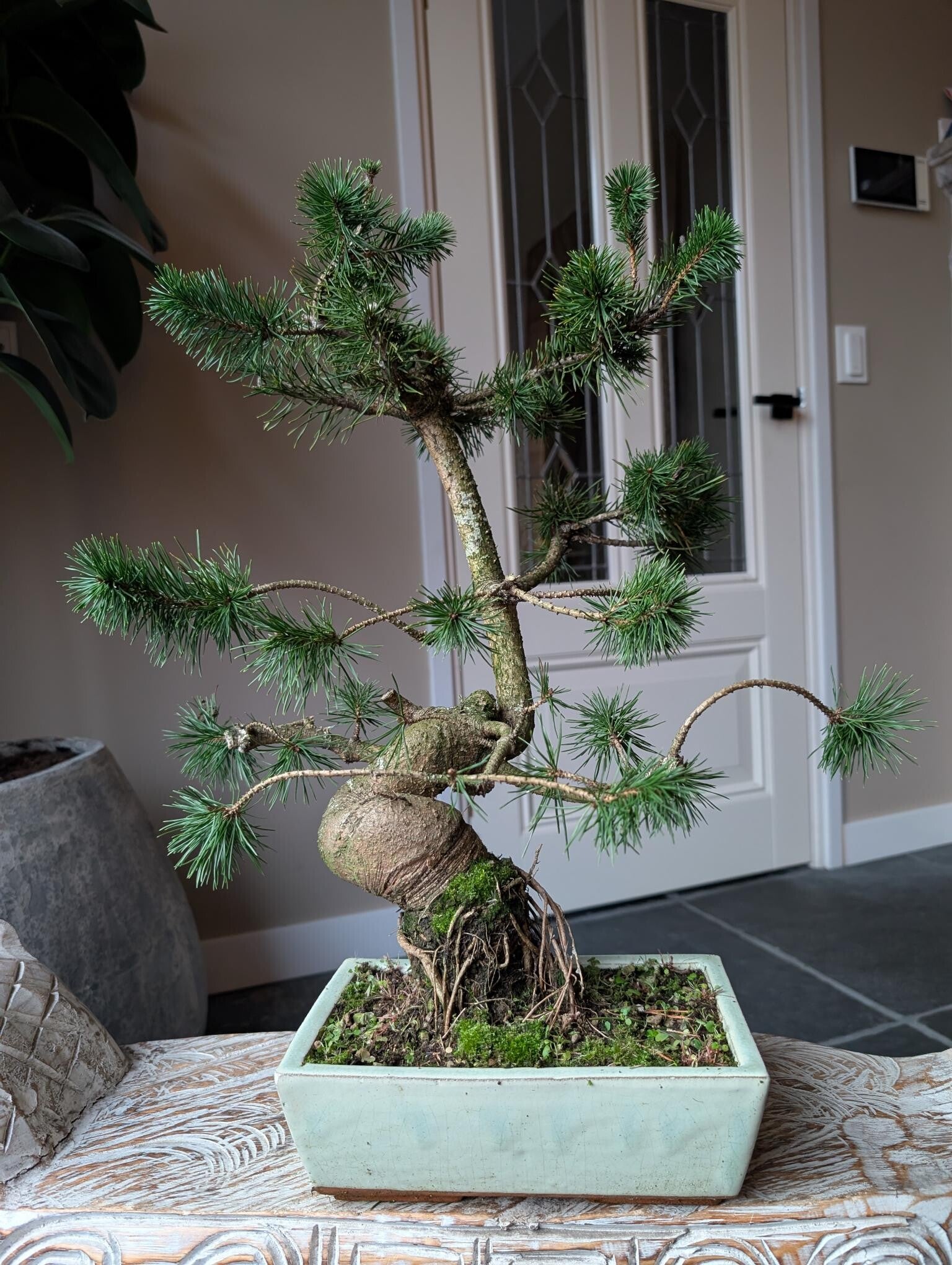 Pinus Sylvestris