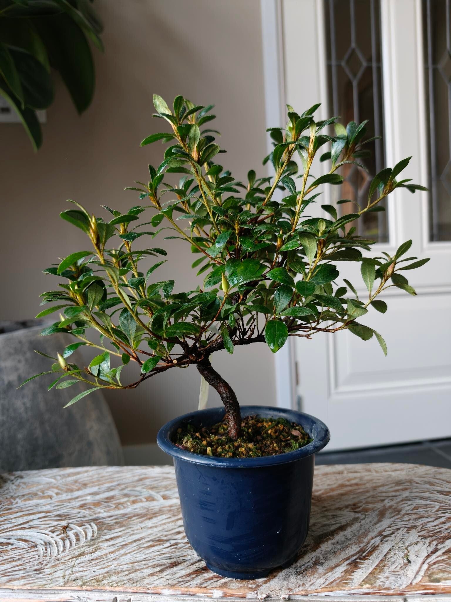 Satsuki Azalea Benibeni