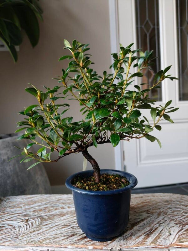 Satsuki Azalea Benibeni