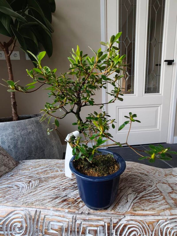 Satsuki Azalea Yukogesho Bonsai