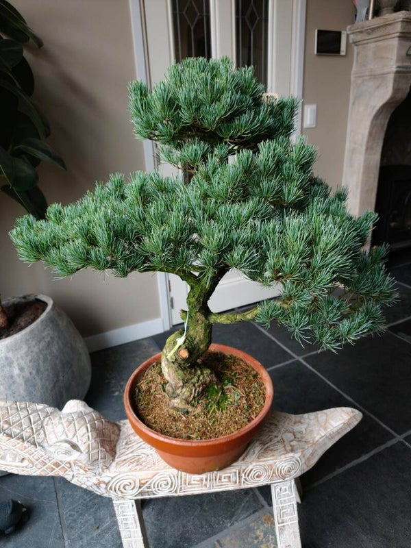 Pinus Parviflora bonsai 75cm