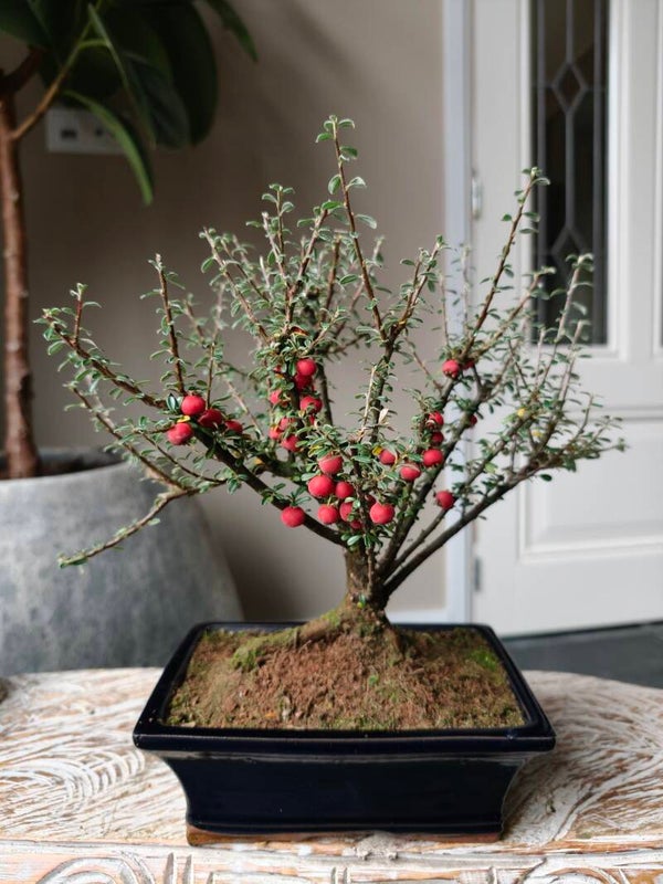 Cotoneaster bonsai