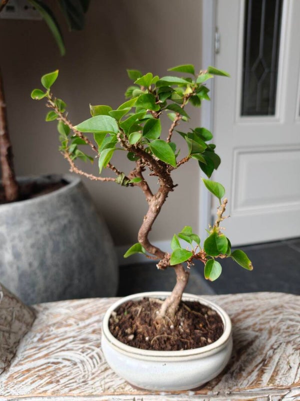 Bougainvilllea bonsai