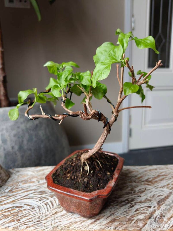 Bougainvillea bonsai