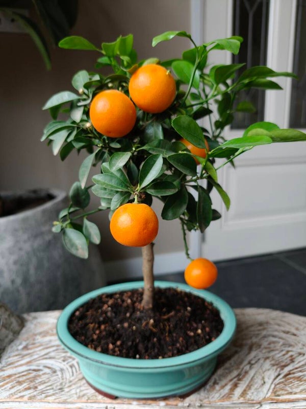 Citrus 'Calamondin' Bonsai