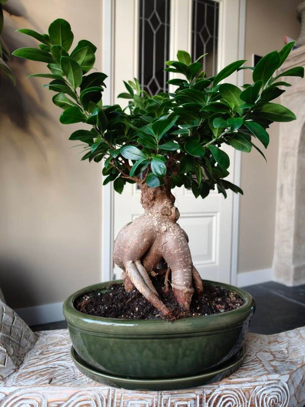 Ficus Ginseng Bonsai