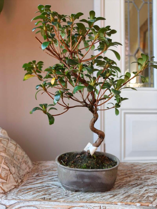 Satsuki Azalea Kangiten Bonsai