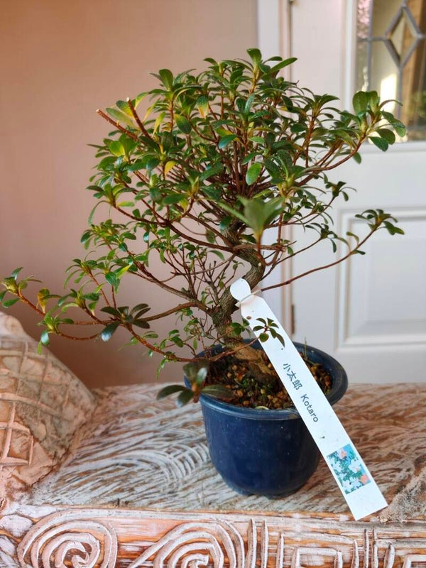 Satsuki Azalea Kotaro Bonsai