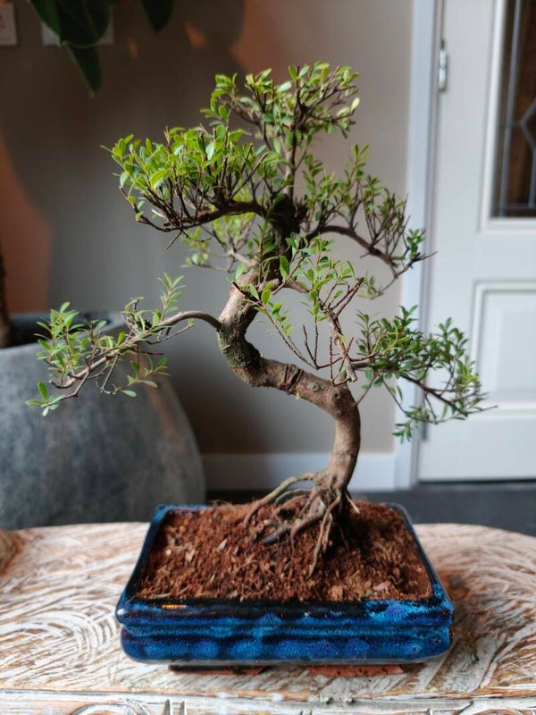 Syzygium  bonsai 30cm