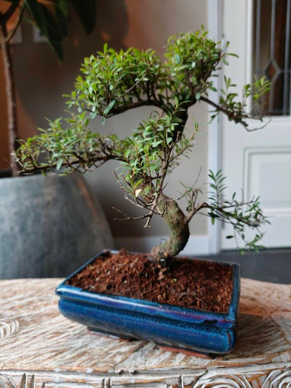 Syzygium Bonsai