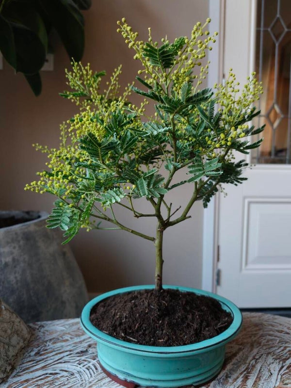 Mimosa Acacia Dealbata 'Gaulois' Bonsai