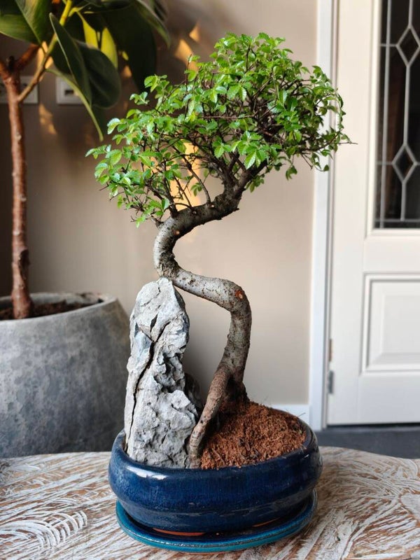 Zelkova Landscape Bonsai