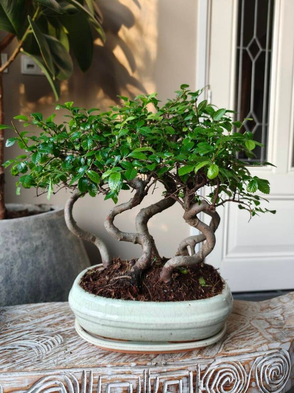 Zelkova Bossage Bonsai