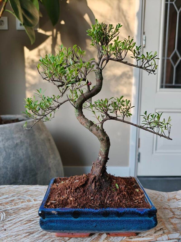 Syzygium Bonsai