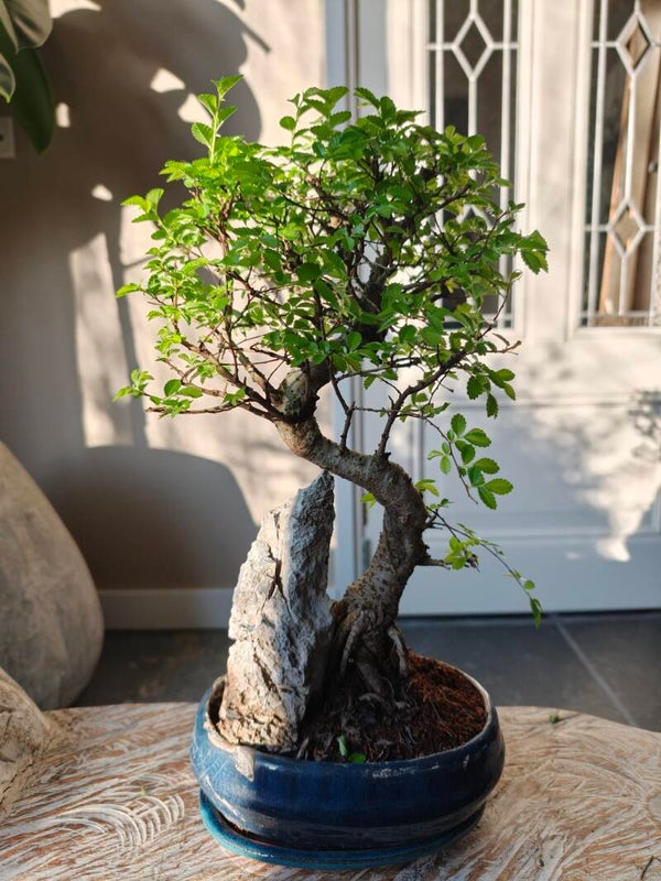 Zelkove Landscape Bonsai