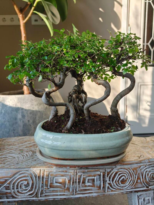 Zelkova Bossage Bonsai