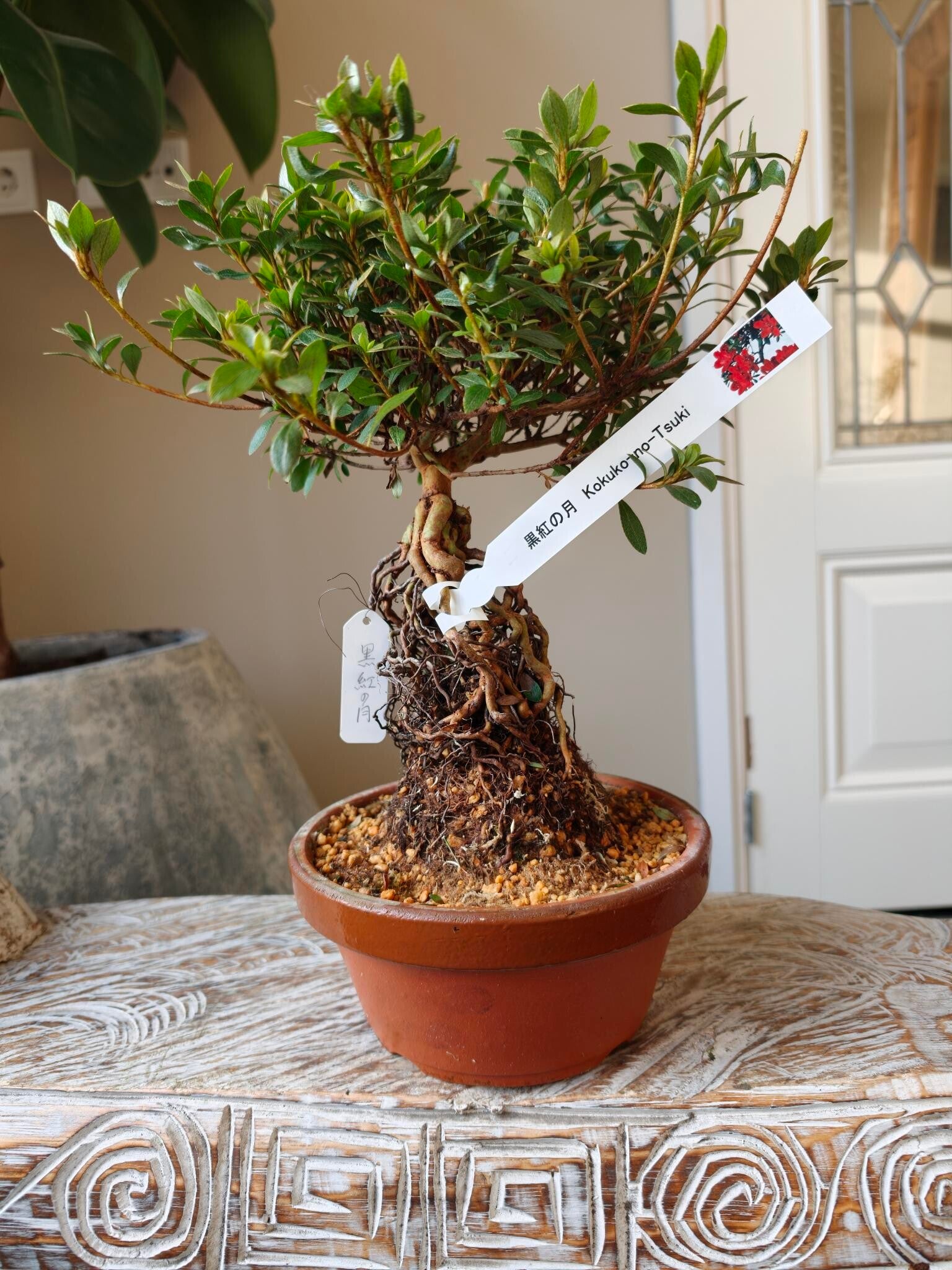 Satsuki Azalea Kokuko-No-Tsuki Indicum Bonsai