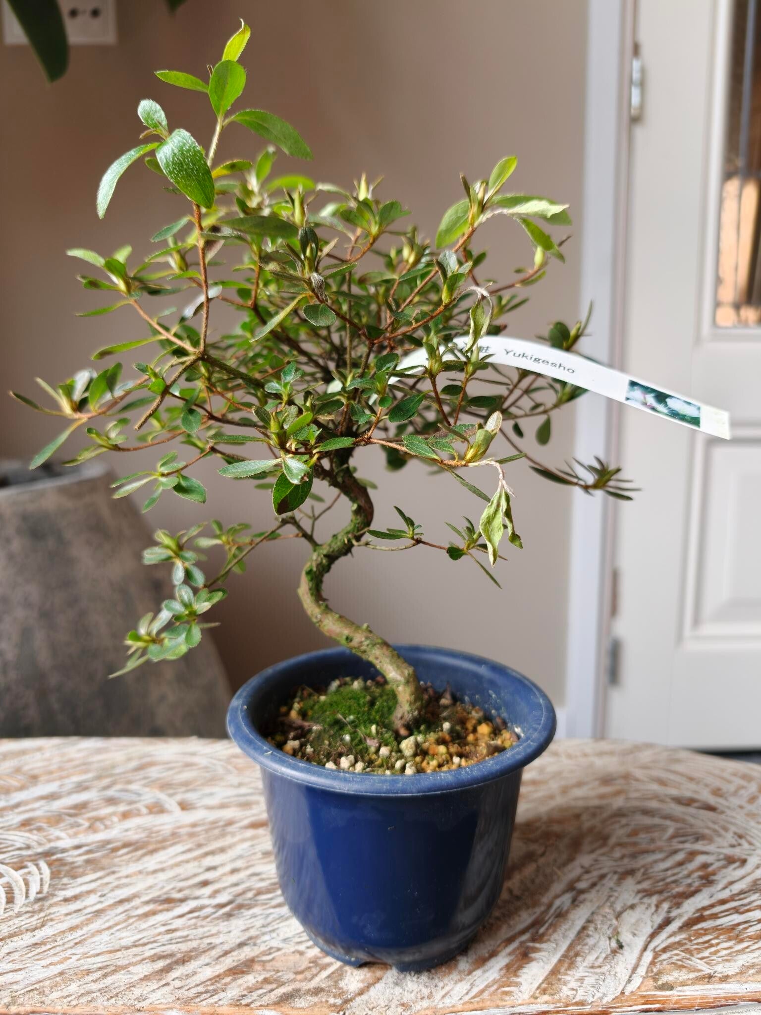 Satsuki Azalea Yukigesho Bonsai