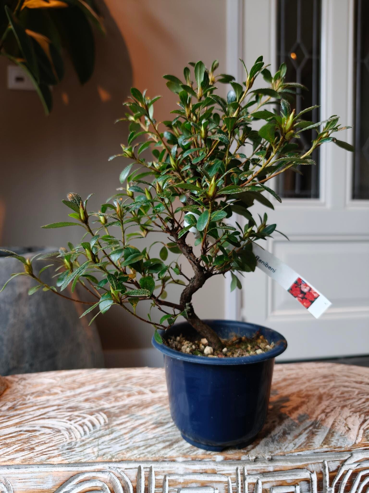 Satsuki Azalea Benibeni Bonsai