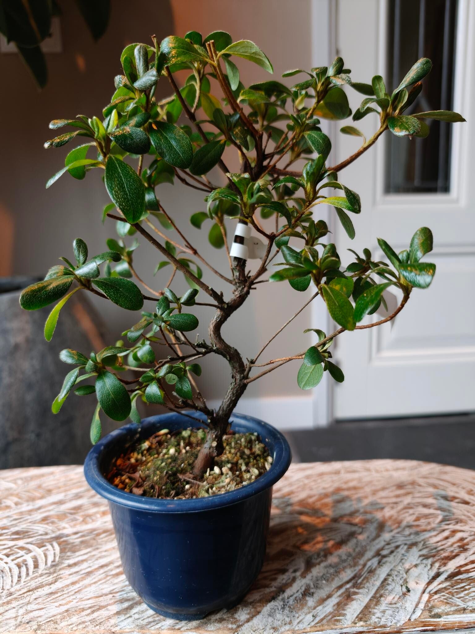 Satsuki Kaminoyamakirin Bonsai