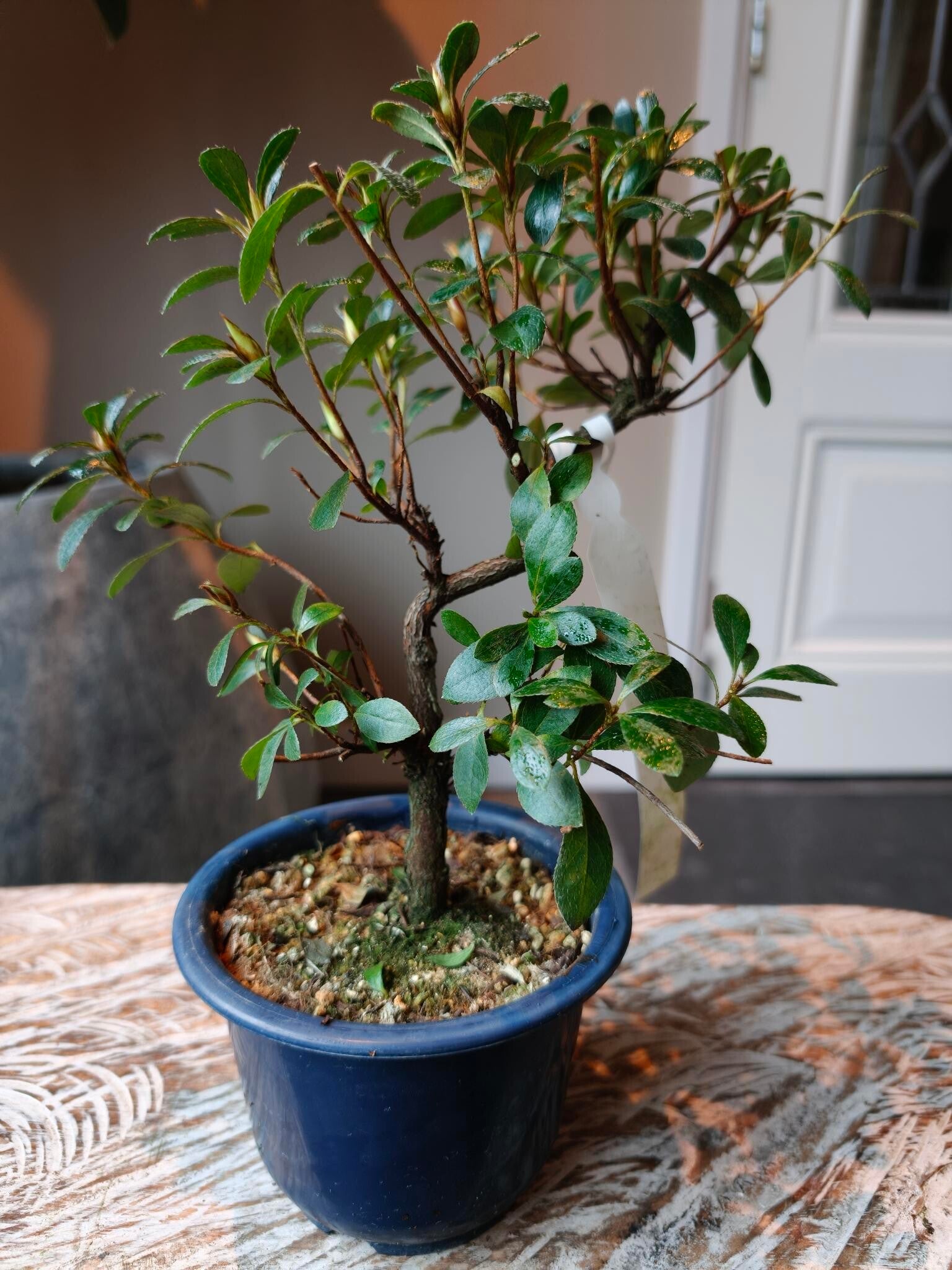 Satsuki Azalea Benibeni Bonsai