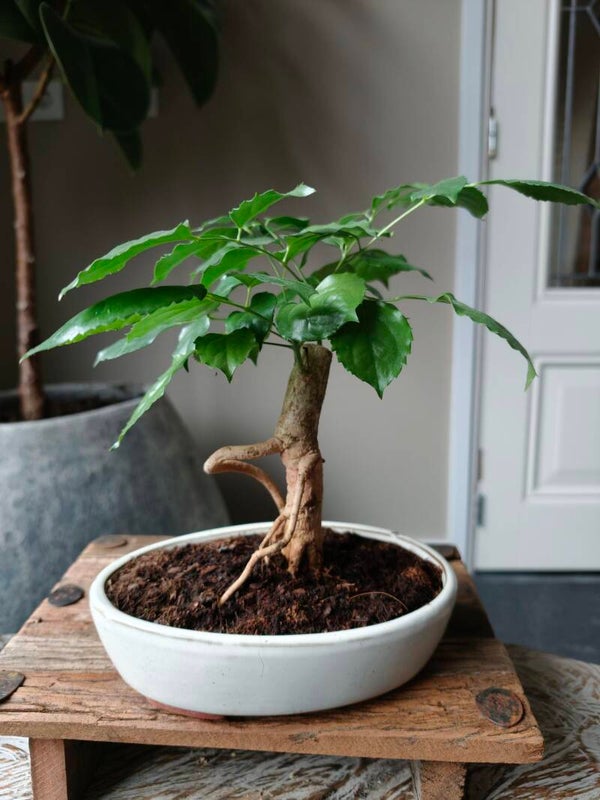 Radermachera Bonsai