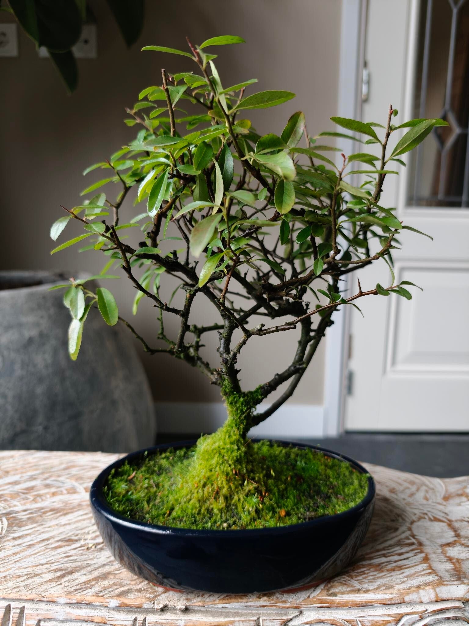 Pyracantha Bonsai