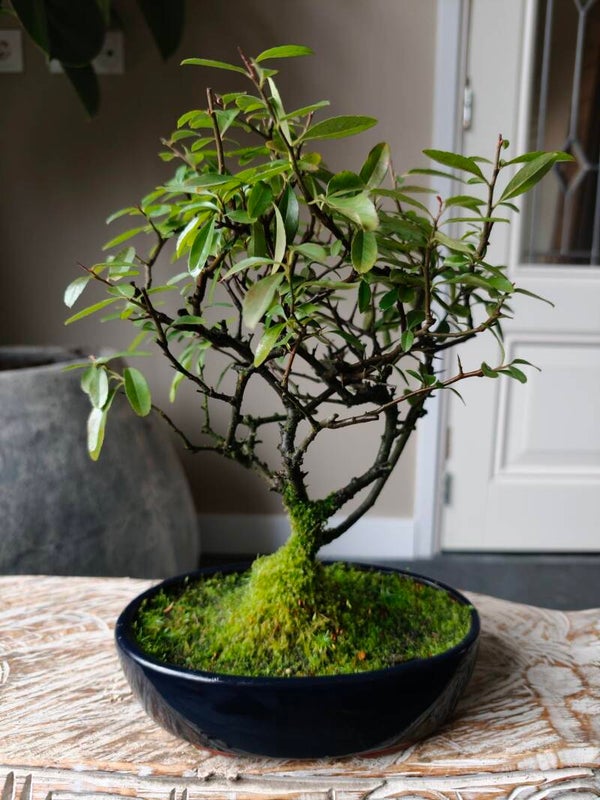Pyracantha Bonsai