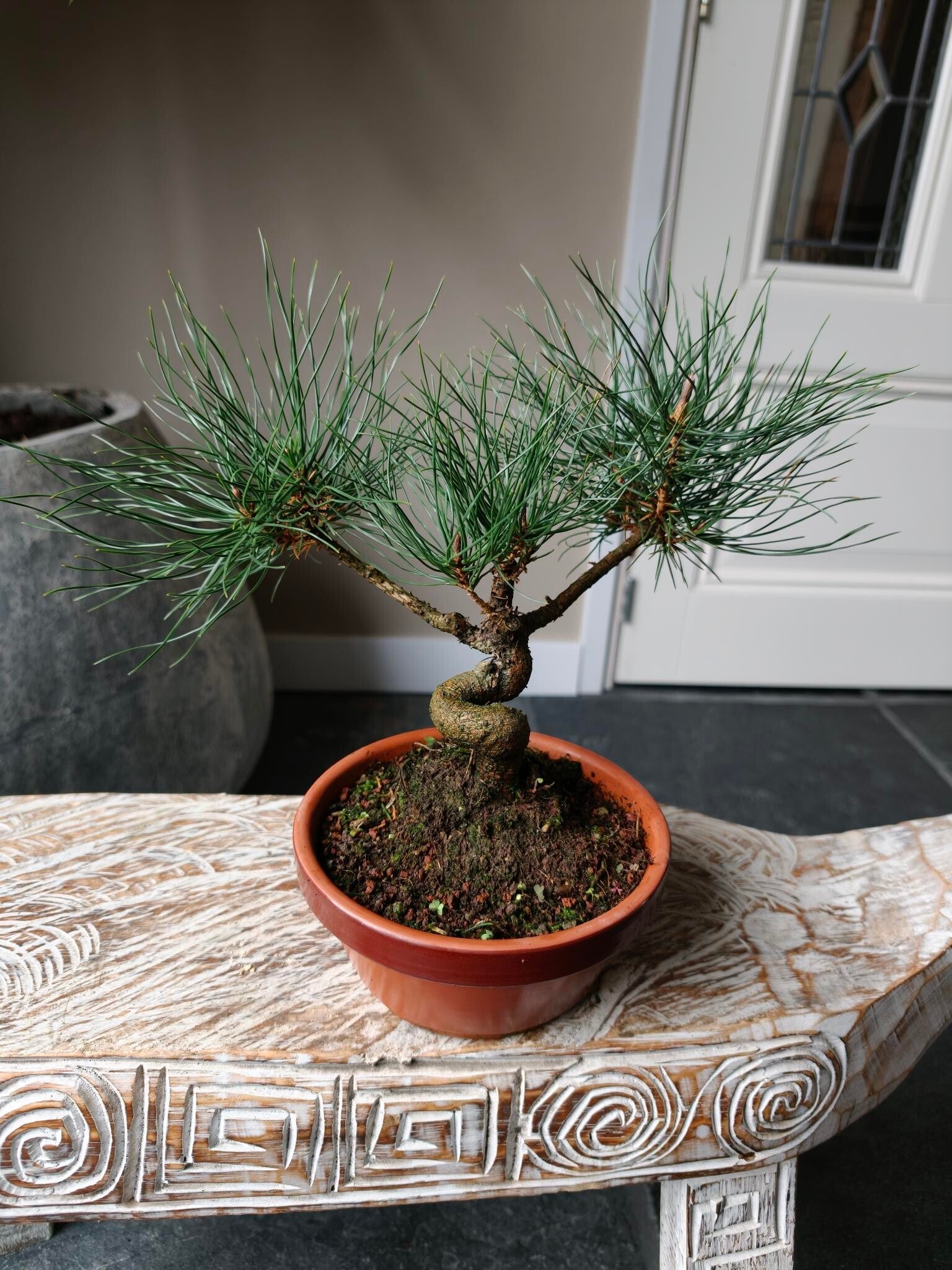 Pinus Sylvestris Bonsai