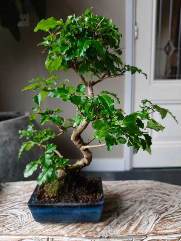 Ligustrum Sisensis Bonsai