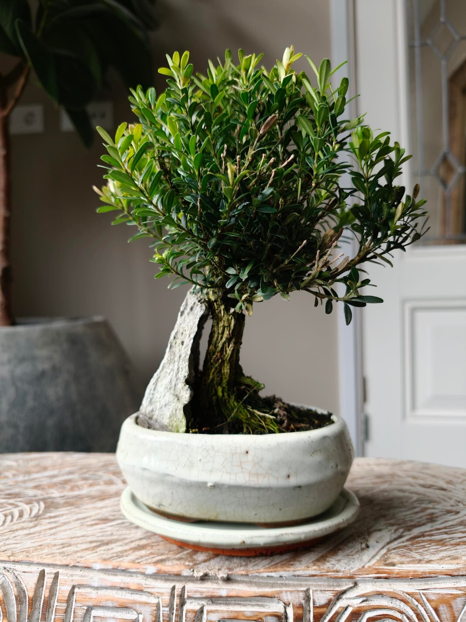 Buxus Harlandii Bonsai