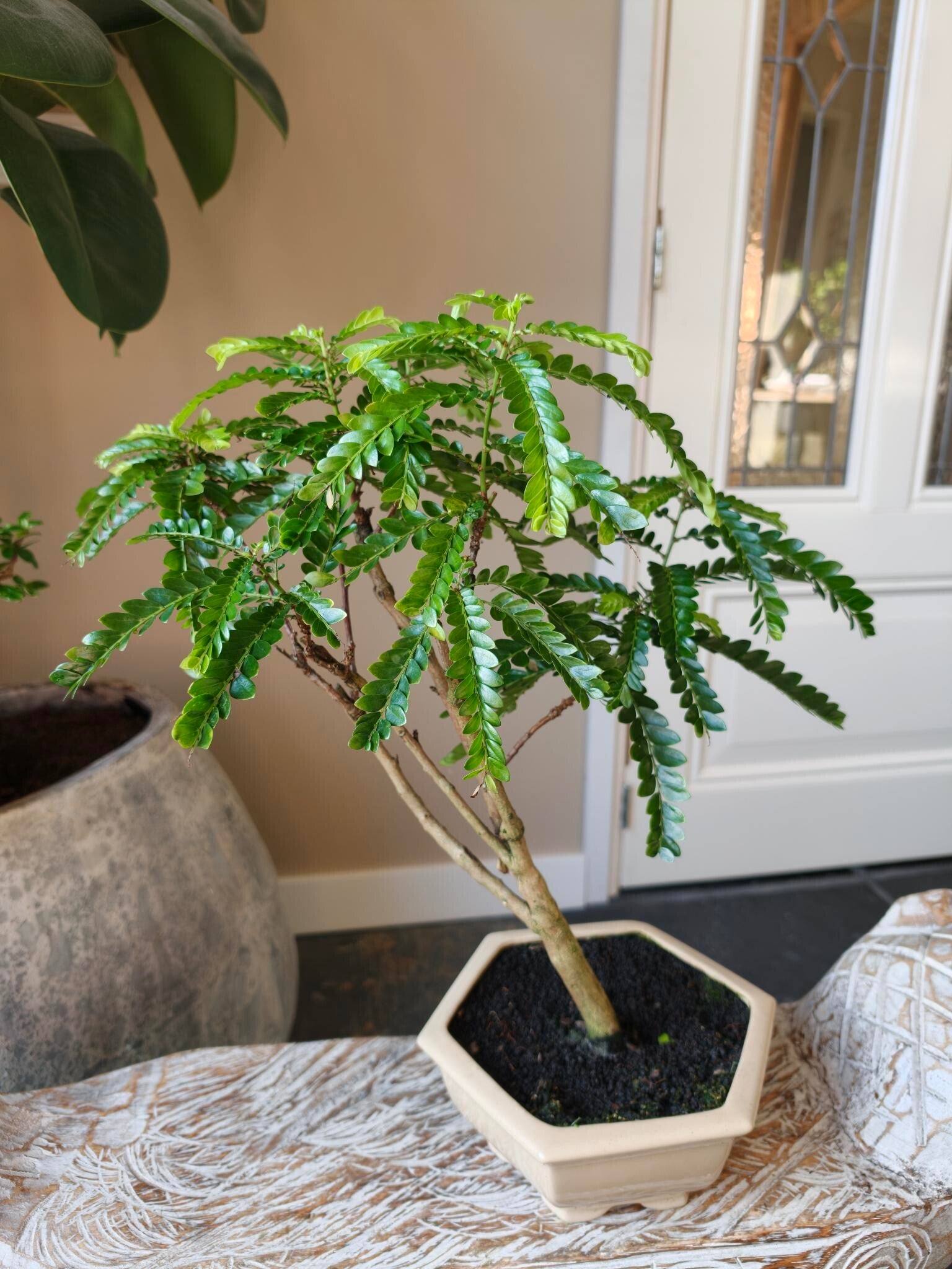 Phyllanthus Bonsai