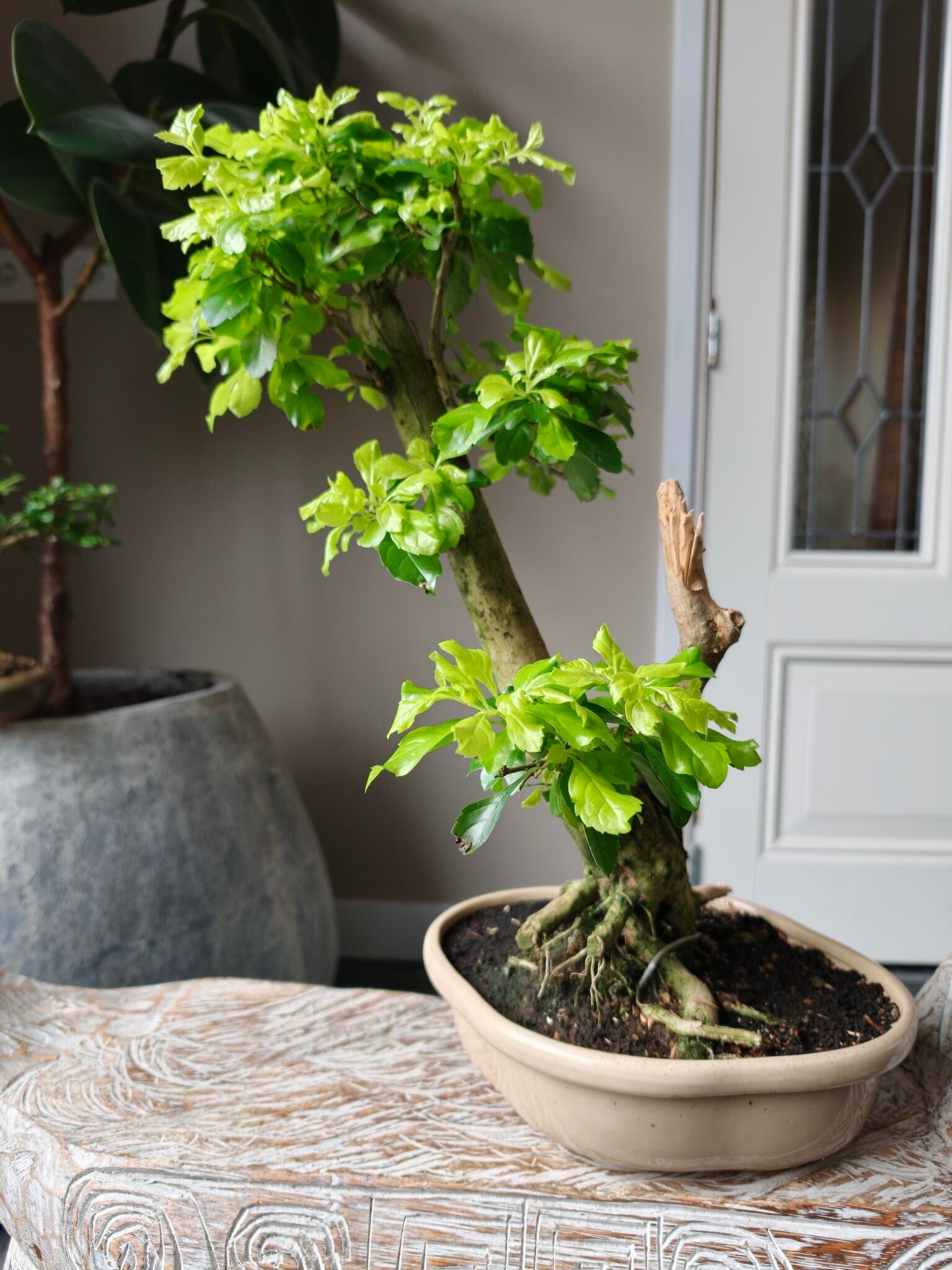 Durantha Repens Bonsai