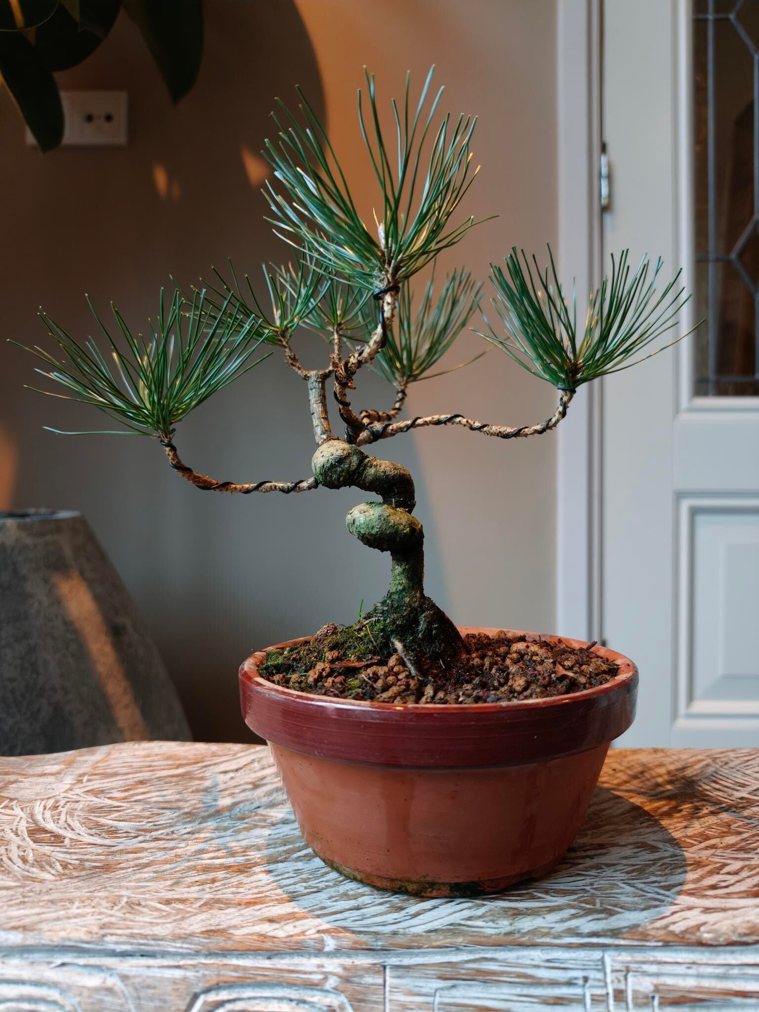 Pinus Sylvestris Bonsai