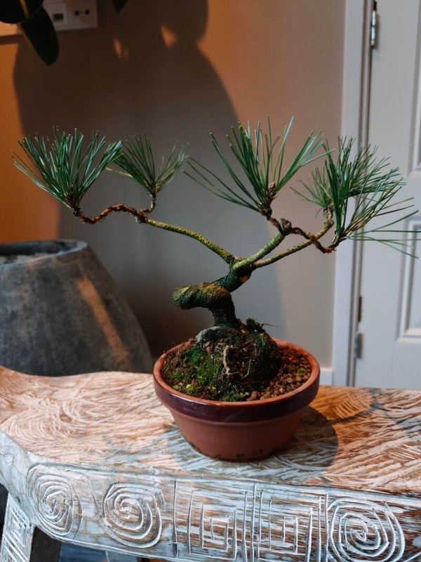 Pinus Sylvestris Bonsai